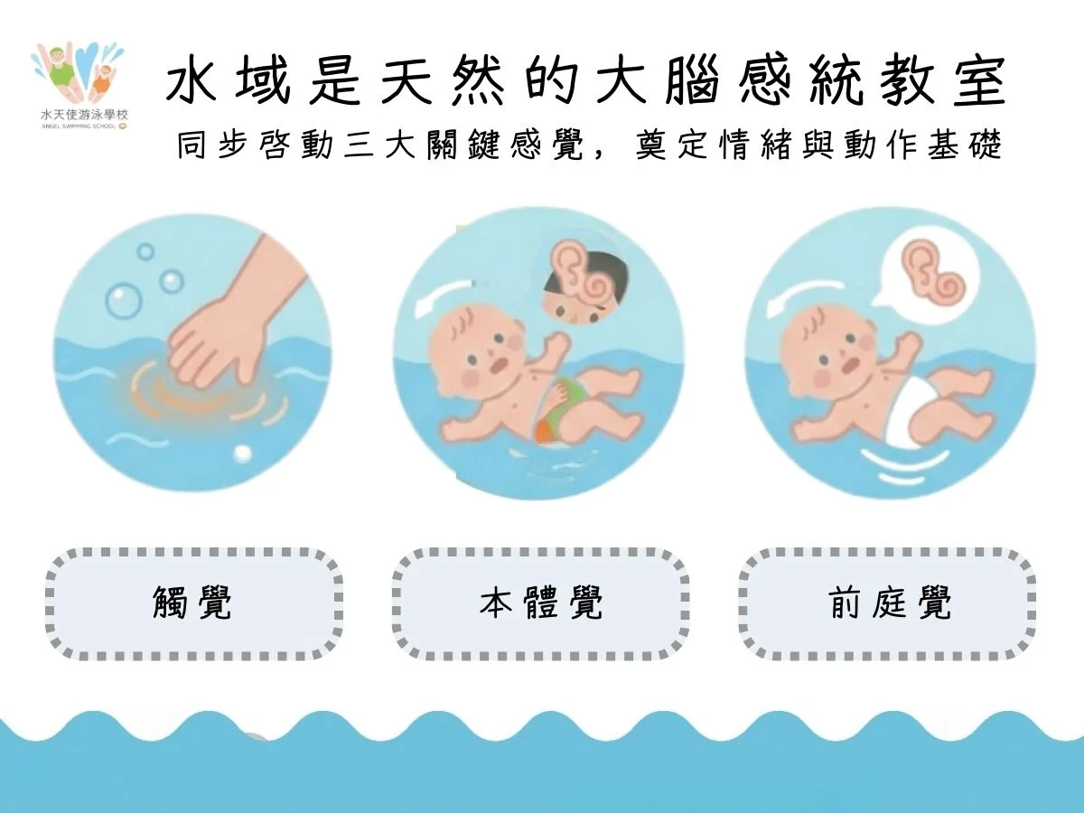 圖表主題為『水域是天然的大腦感統教室』。說明游泳能同步啟動三大關鍵感覺：1. 觸覺（水流接觸皮膚的感受）。2. 本體覺（身體在水中的位置與肌肉動作）。3. 前庭覺（頭部在水中移動帶來的平衡感）。
