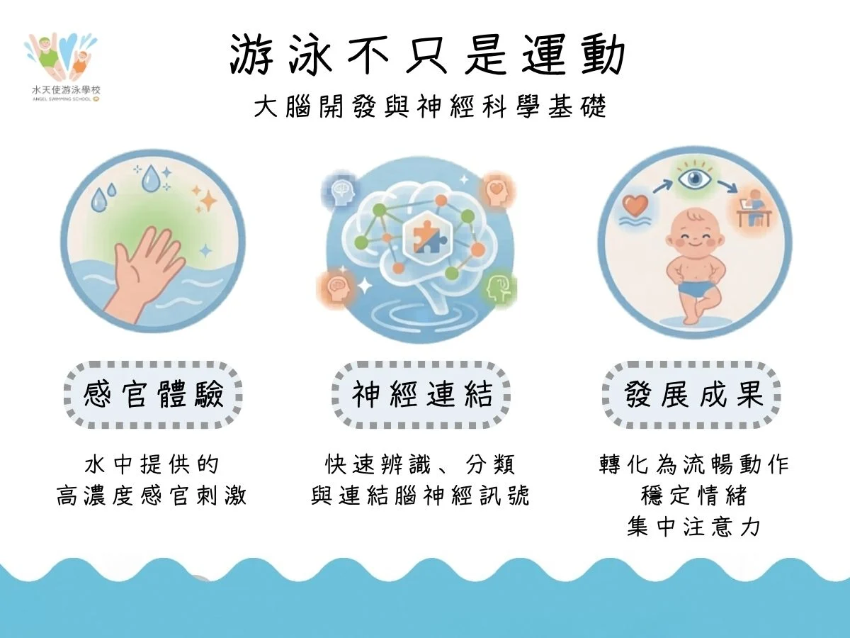 游泳不只是運動，更是大腦開發的工具。為什麼職能治療師推薦寶寶學游泳？透過水中感官體驗輸入、大腦神經連結整合，最終轉化為流暢動作與穩定的行為輸出成果。